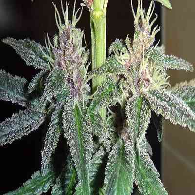 Violeta > ACE Seeds | Feminized Marijuana   |  hybrid